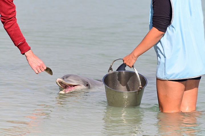 You can feed dolphins in Monkey Mia