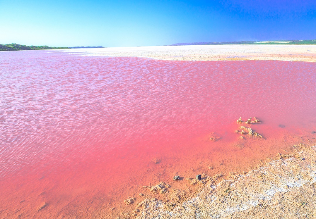 Hutt Lagoon Pink Salt Lake Near Kalbarri