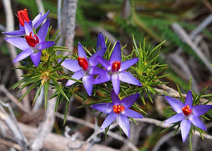 Beautiful wildflowers near Eneabba