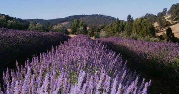 Experience the dreamy scent of lavender at Balingup Lavender farm