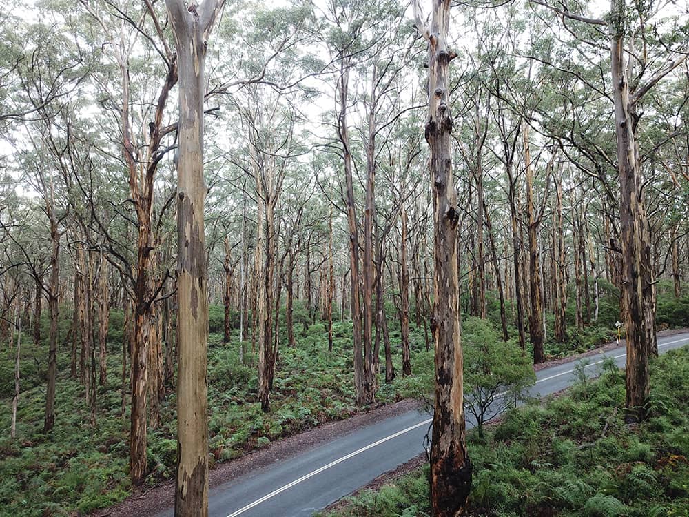 margaret river forest