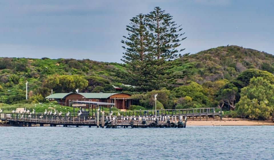 Penguin Island is home to Western Australia's largest colony of little penguins and lies just a 45-minute journey from Perth.