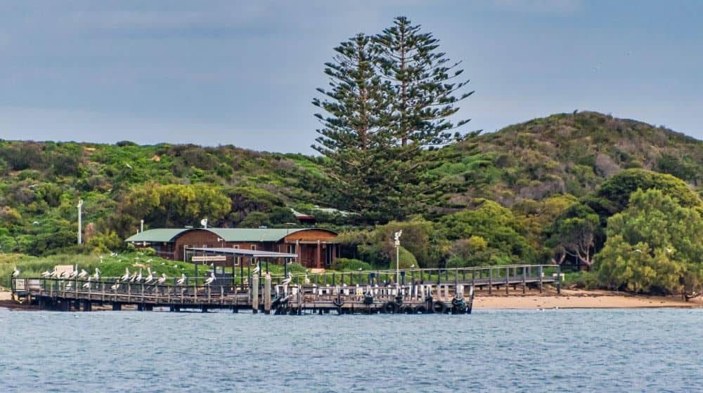 Penguin Island is home to Western Australia's largest colony of little penguins and lies just a 45-minute journey from Perth.