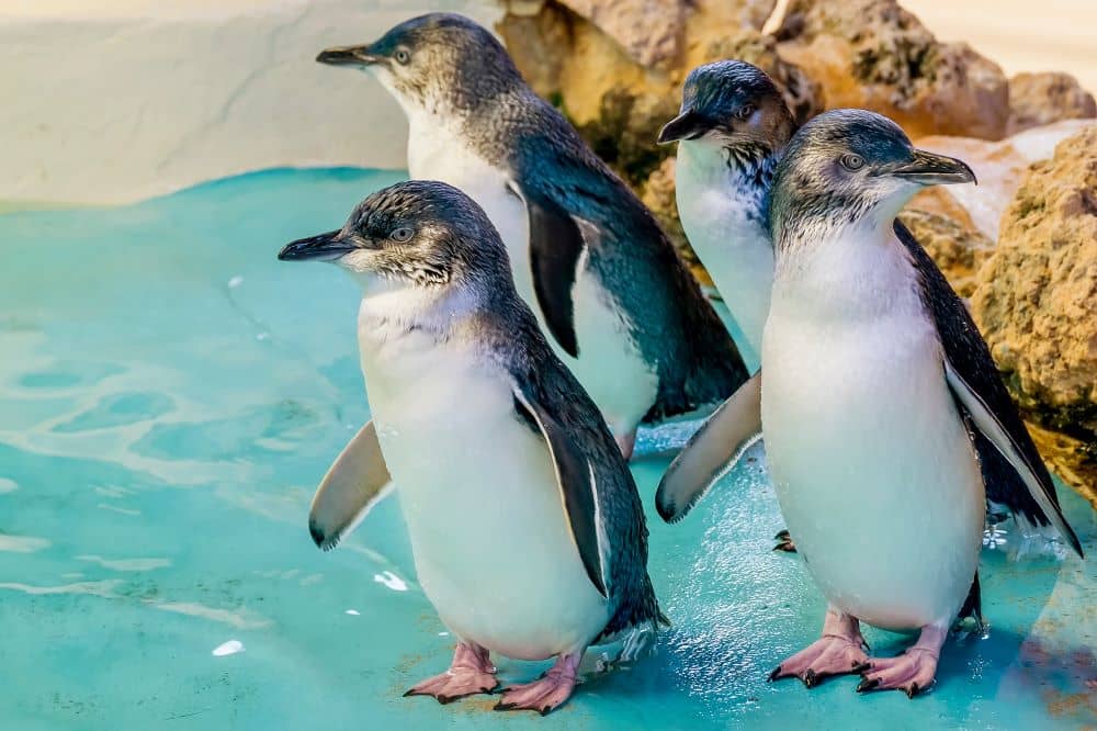Penguin Island is home to a colony of approximately 250 little penguins