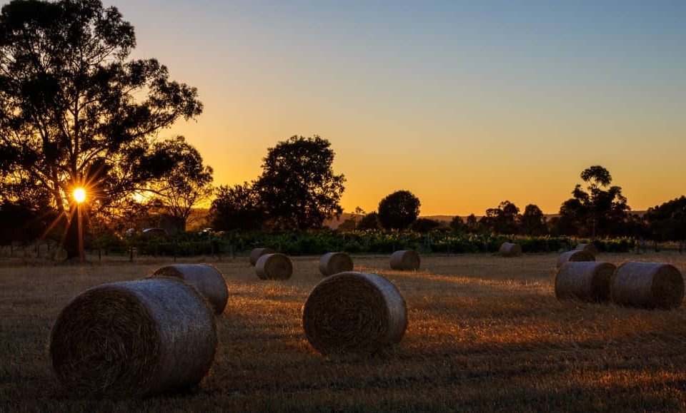 Swan Valley is a place of fresh produce and natural beauty.