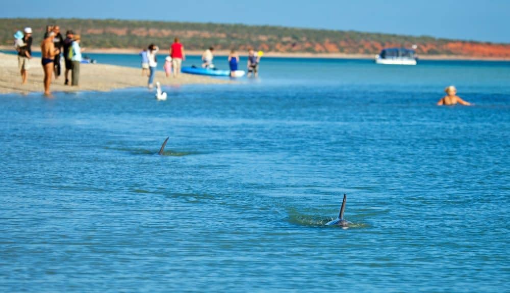 Monkey Mia is famous for its wild dolphin experience.