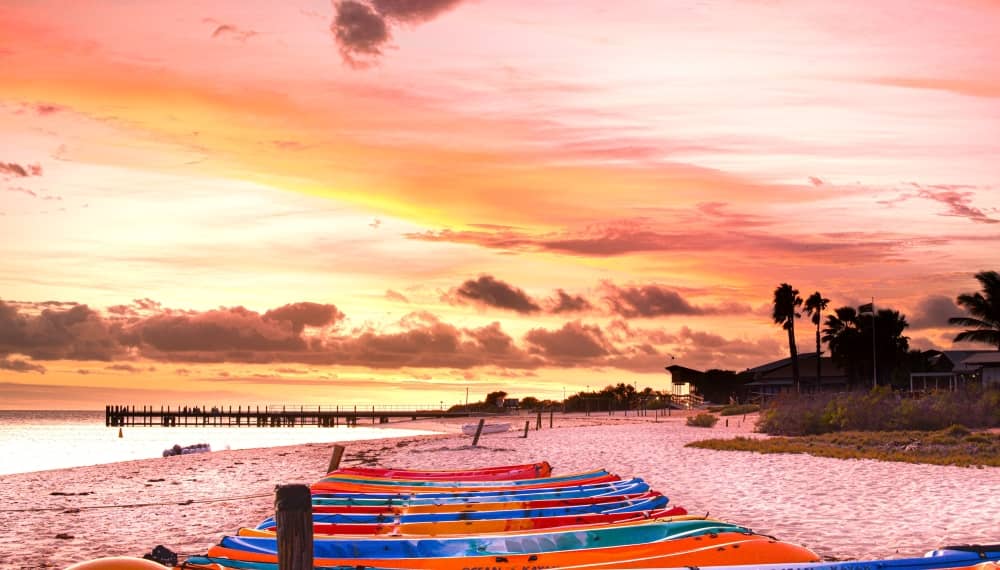 Monkey Mia Guide Things to Do and How to Get There from Perth