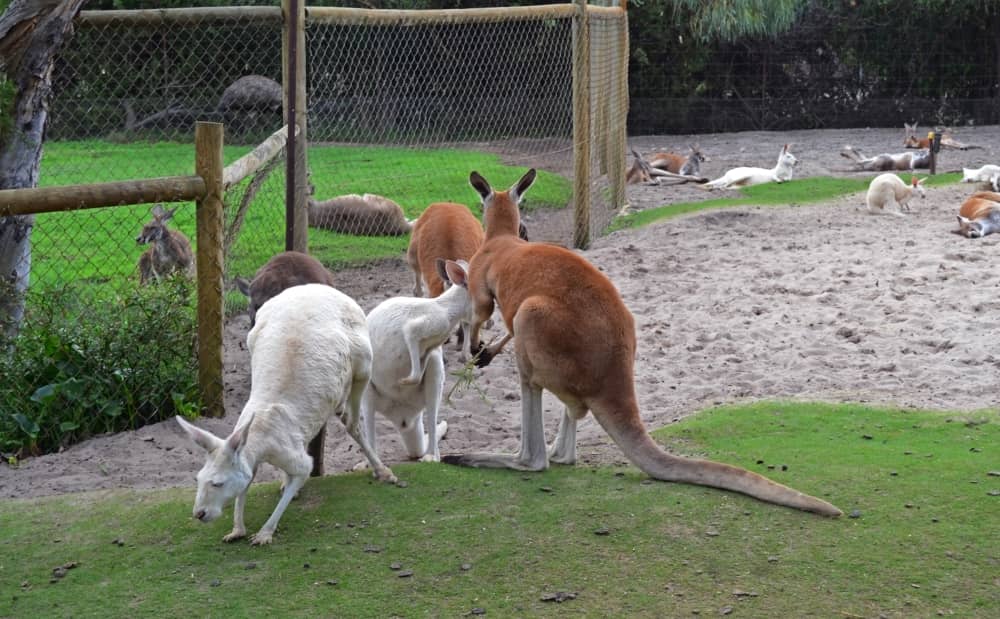 Caversham boasts of a great variety of Wildlife, and they don’t disappoint.